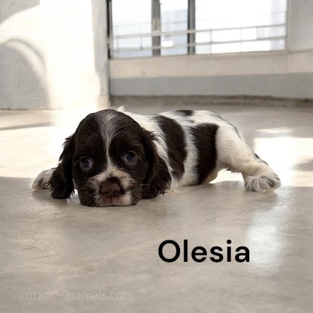 puppy, for, sale, Cocker Spaniel, Joe & Cherri  Overlease, dog, breeder, Miller, MO, dog-breeder, puppy-for-sale, forsale, nearby, find, puppyfind, locator, puppylocator, aca